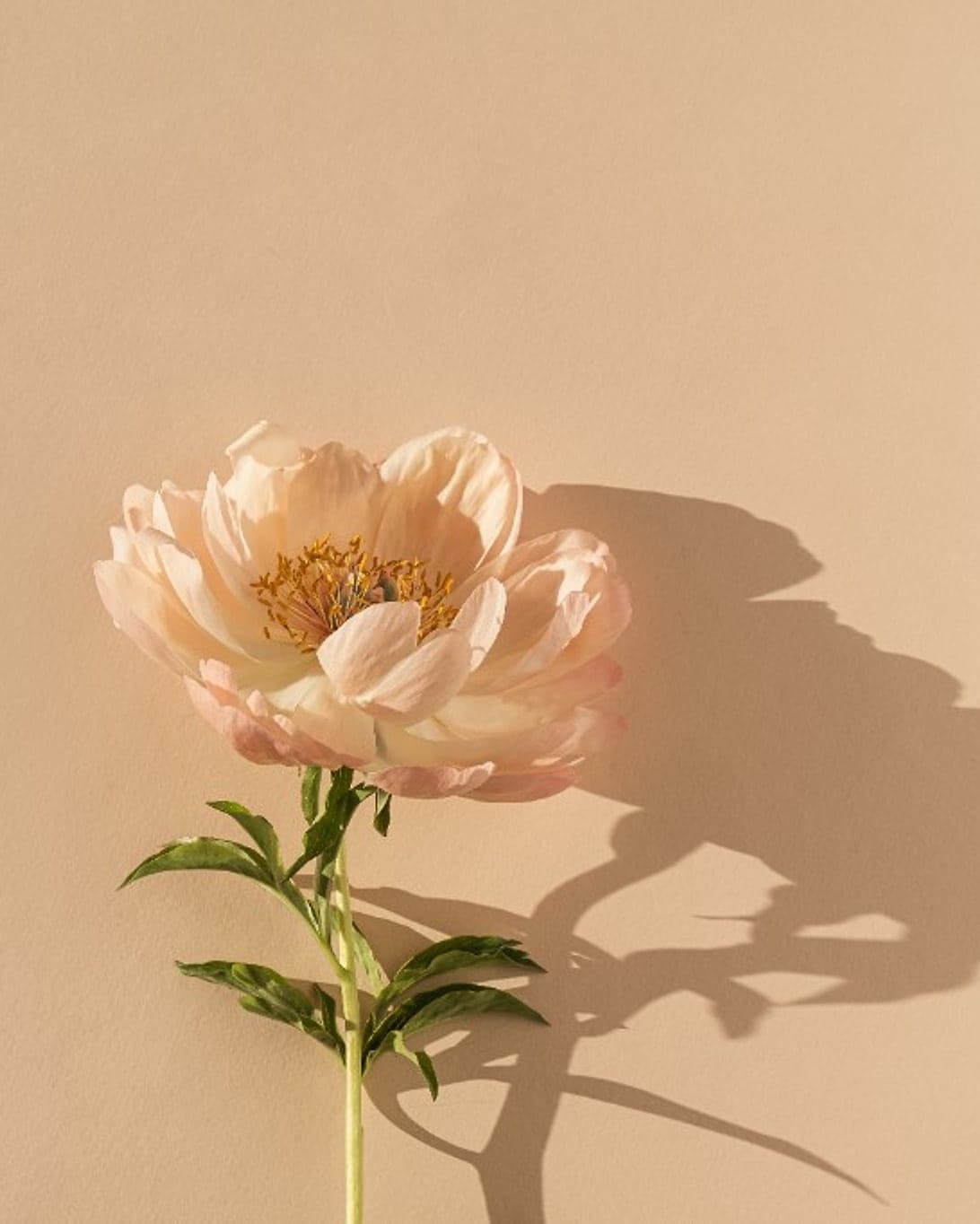 A single peony in soft afternoon light, casting a long shadow